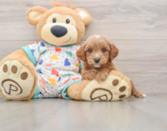 8 week old Cavapoo Puppy For Sale - Premier Pups