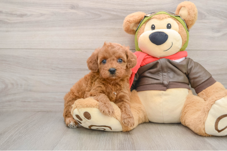 Petite Cavapoo Poodle Mix Pup