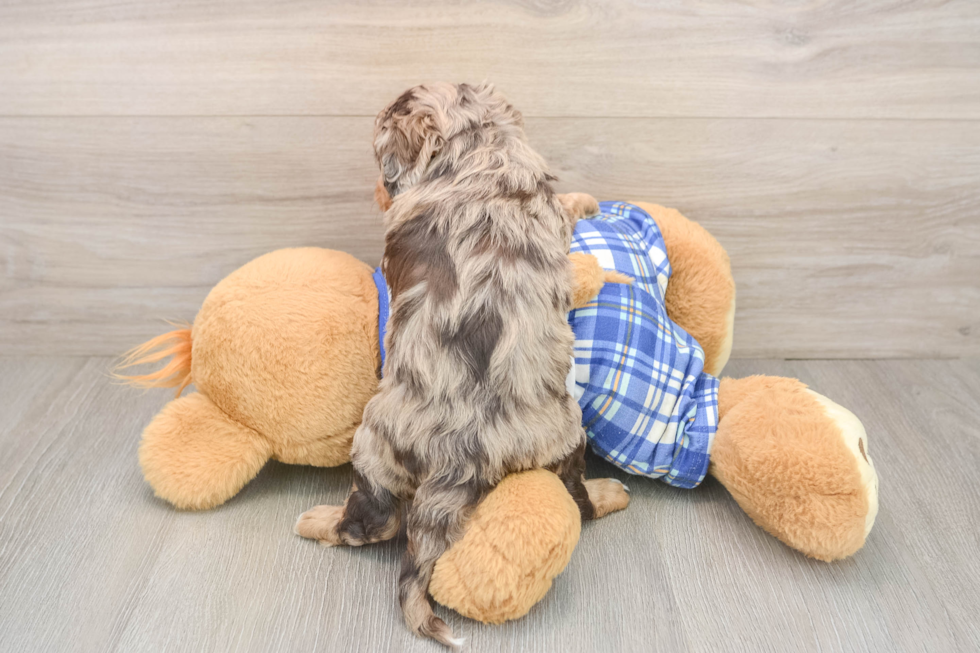 Popular Cavapoo Poodle Mix Pup