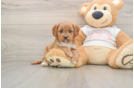 Cavapoo Pup Being Cute