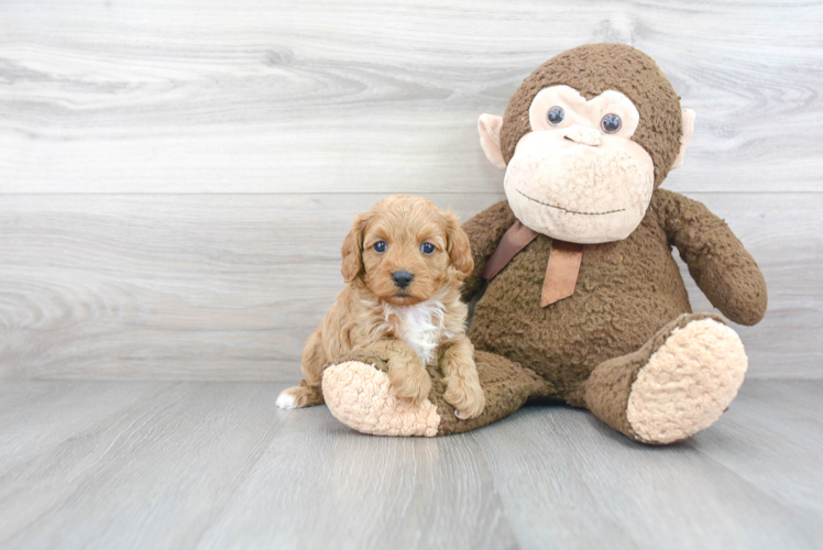 Cavapoo Puppy for Adoption