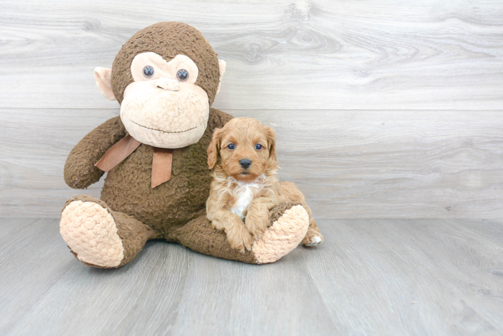 Popular Cavapoo Poodle Mix Pup