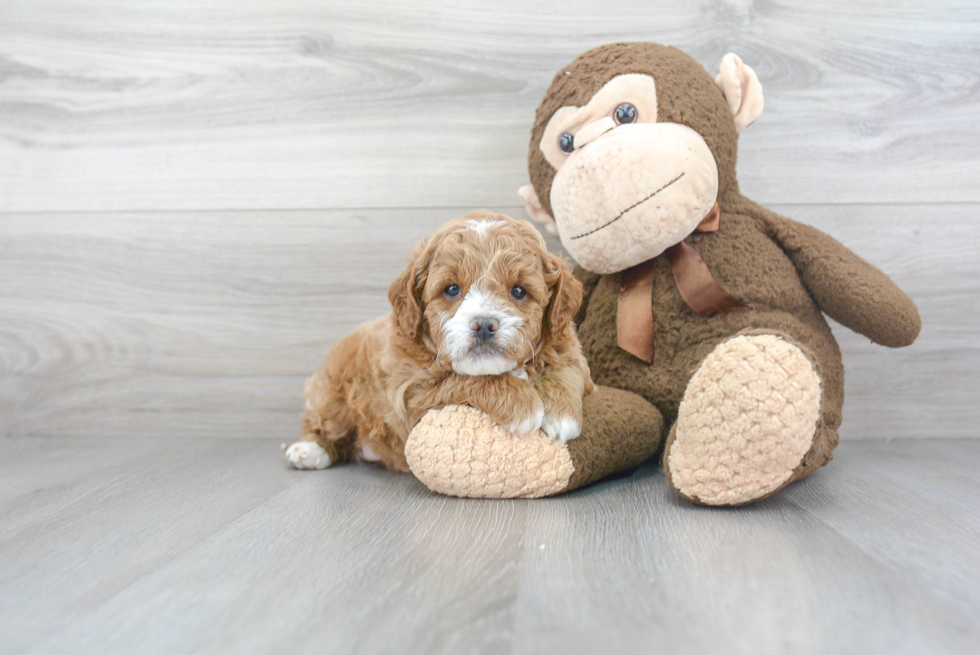 Cavapoo Pup Being Cute