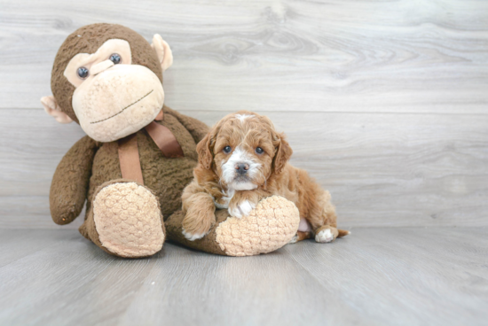 Best Cavapoo Baby