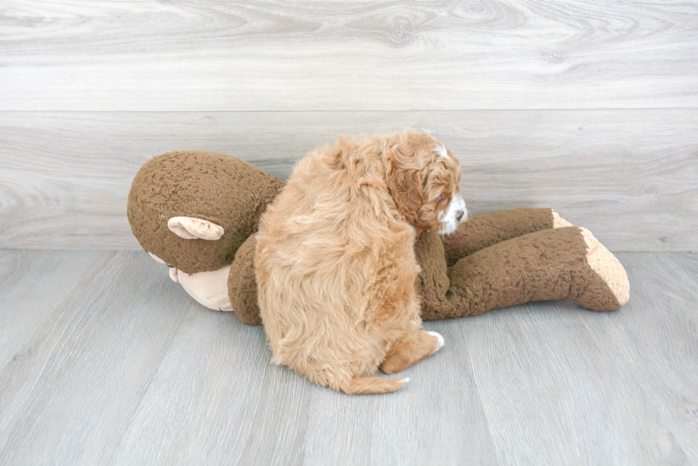 Smart Cavapoo Poodle Mix Pup