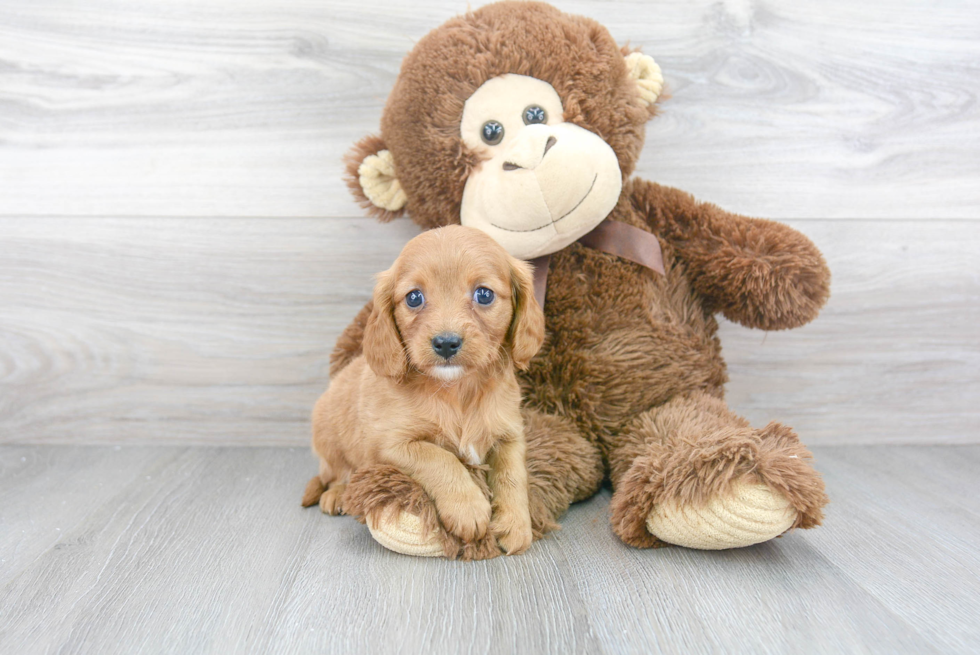 Little Cavoodle Poodle Mix Puppy