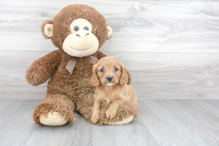 Cavapoo Puppy for Adoption