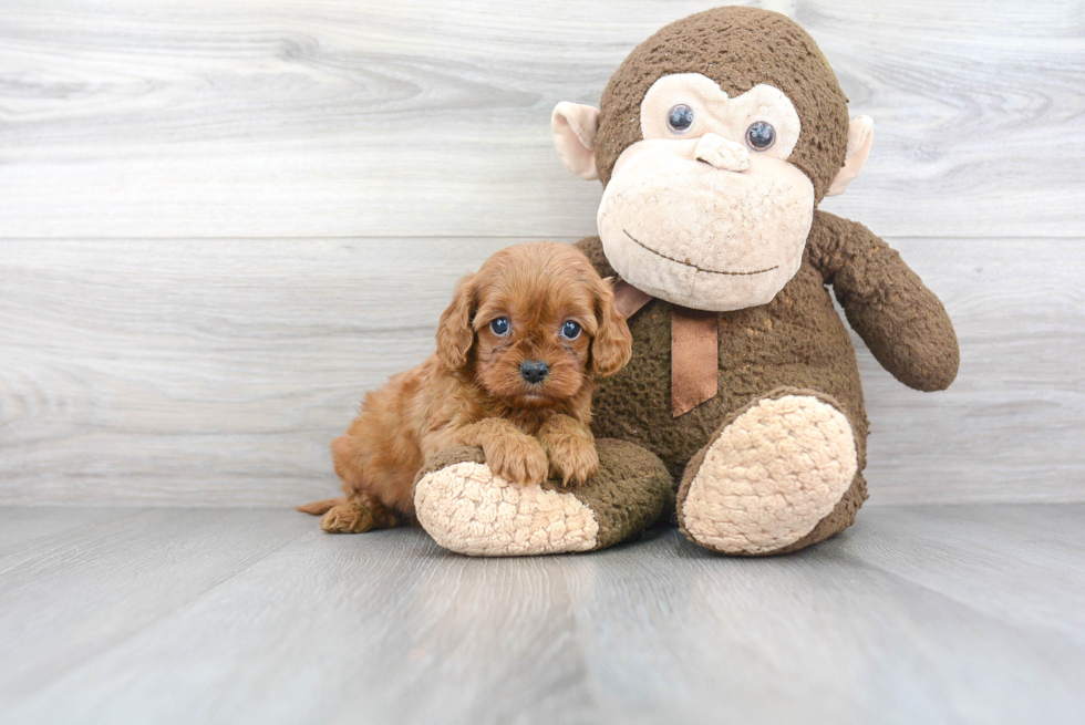 Best Cavapoo Baby