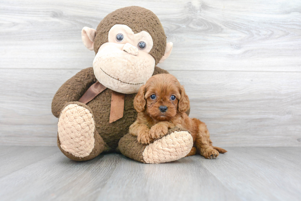 Cavapoo Puppy for Adoption