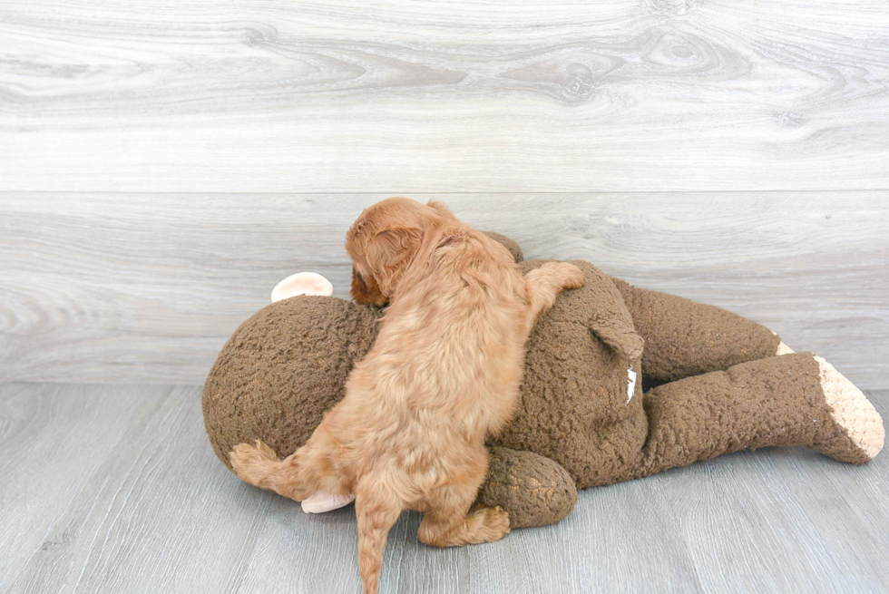 Sweet Cavapoo Baby