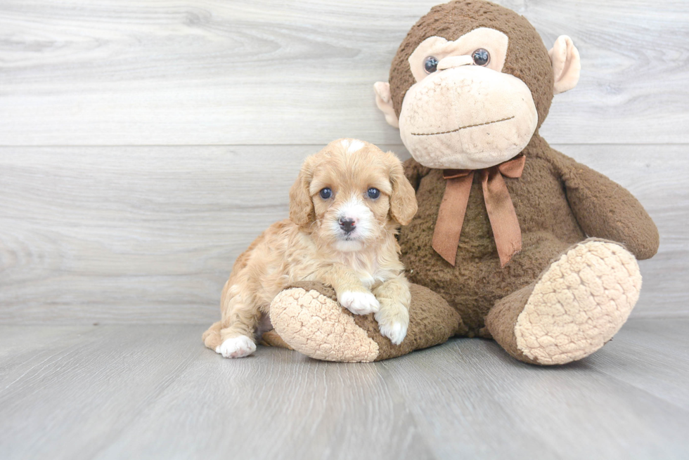 Best Cavapoo Baby