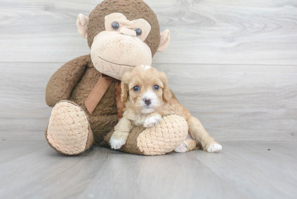 Sweet Cavapoo Baby