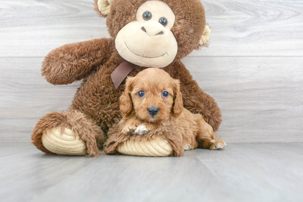 Cavapoo Puppy for Adoption