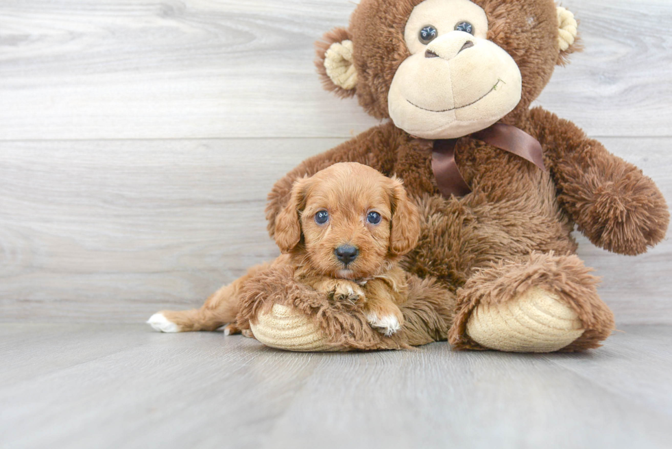 Popular Cavapoo Poodle Mix Pup