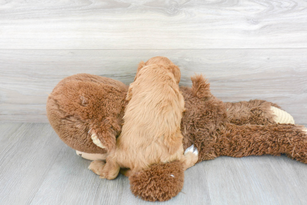 Cavapoo Pup Being Cute