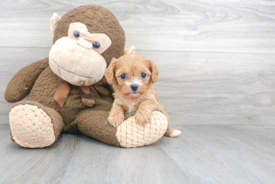 Cavapoo Pup Being Cute