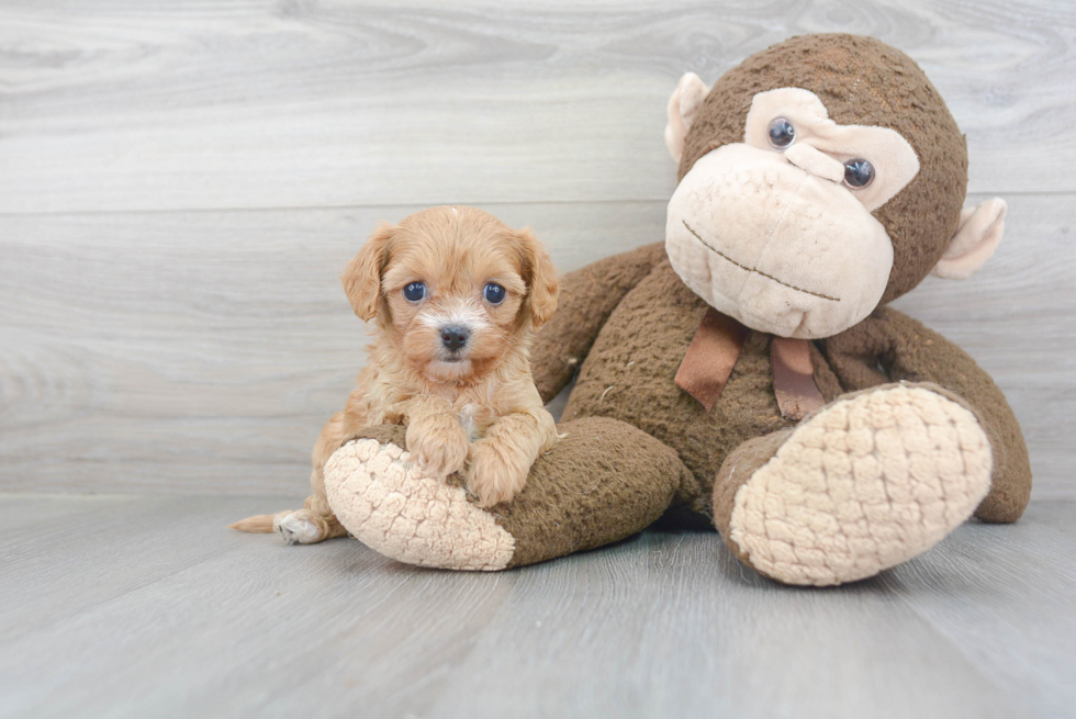 Small Cavapoo Baby