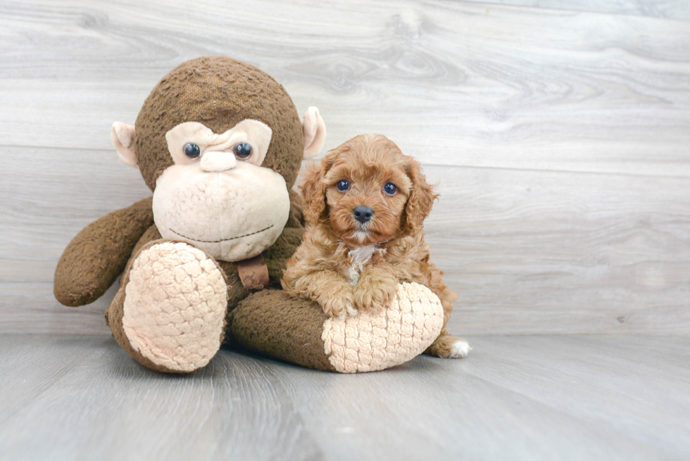 Cavapoo Pup Being Cute