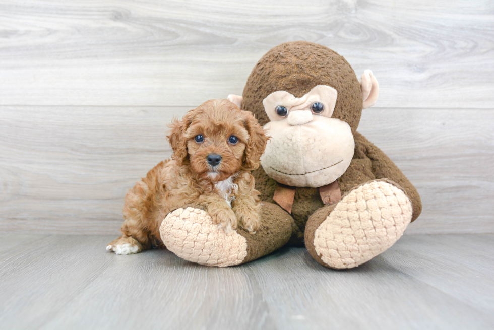 Best Cavapoo Baby