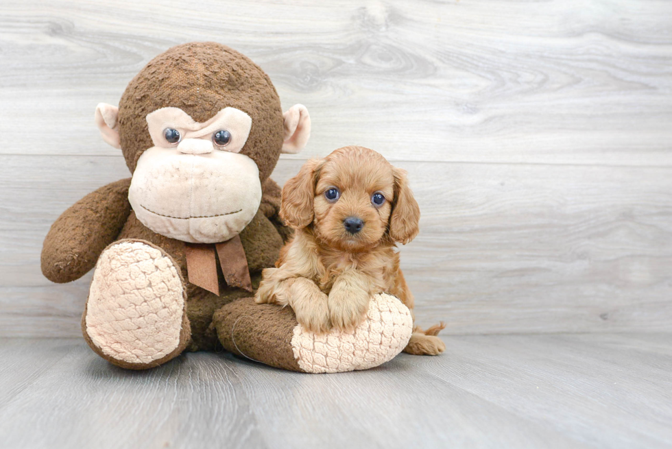 Best Cavapoo Baby