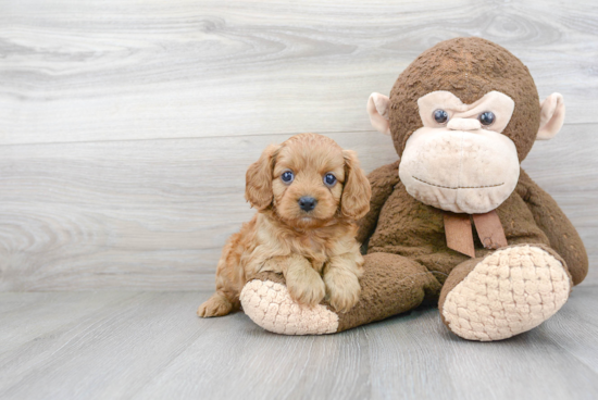 Cavapoo Pup Being Cute