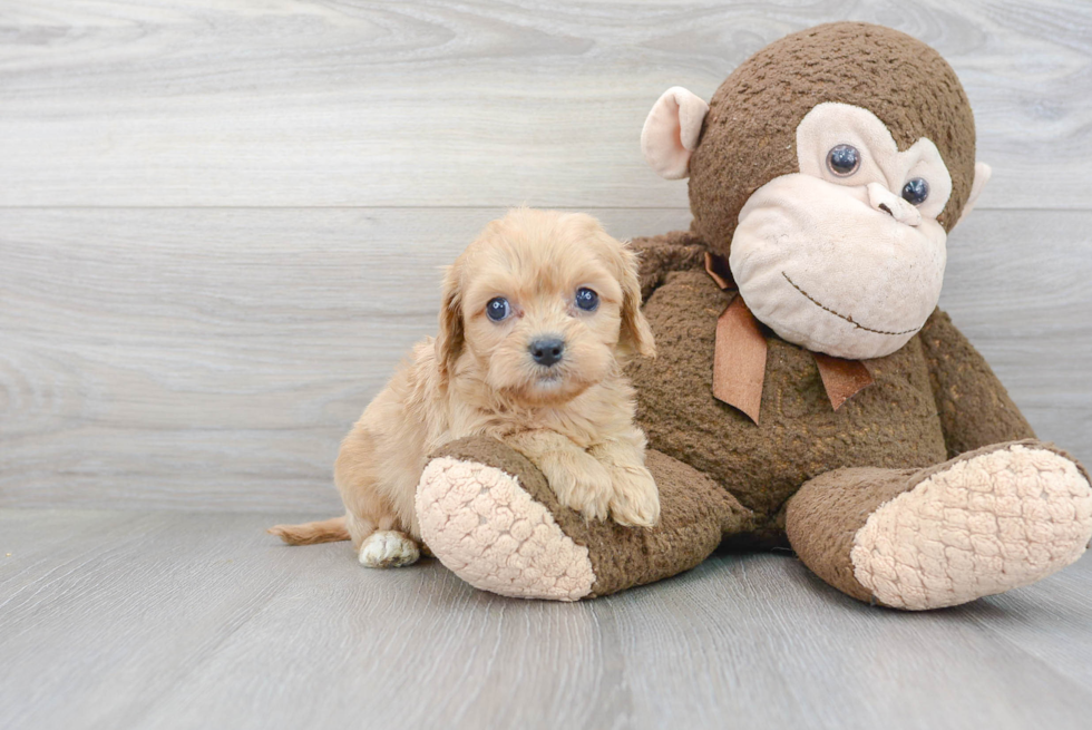 Popular Cavapoo Poodle Mix Pup