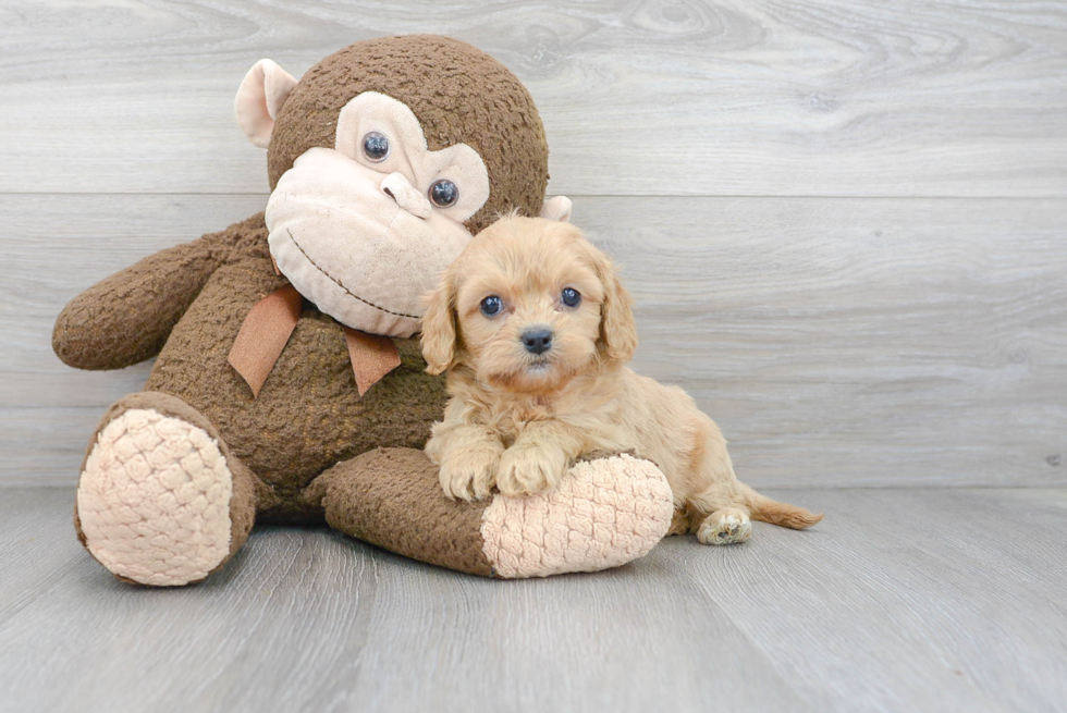 Cavapoo Pup Being Cute