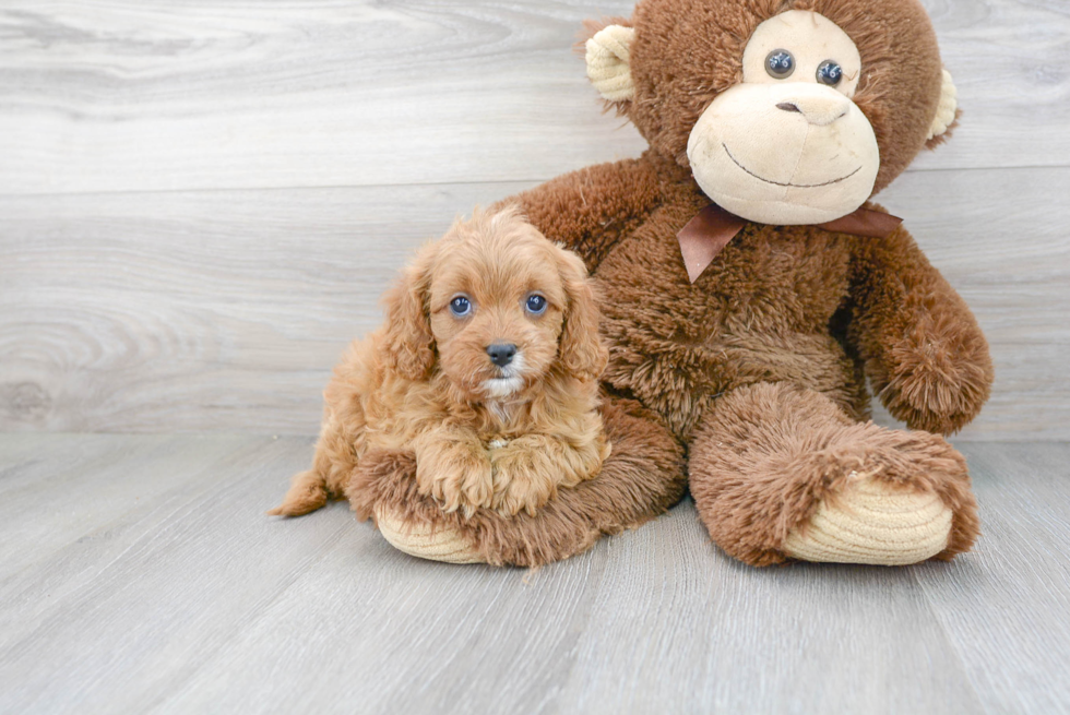 Best Cavapoo Baby