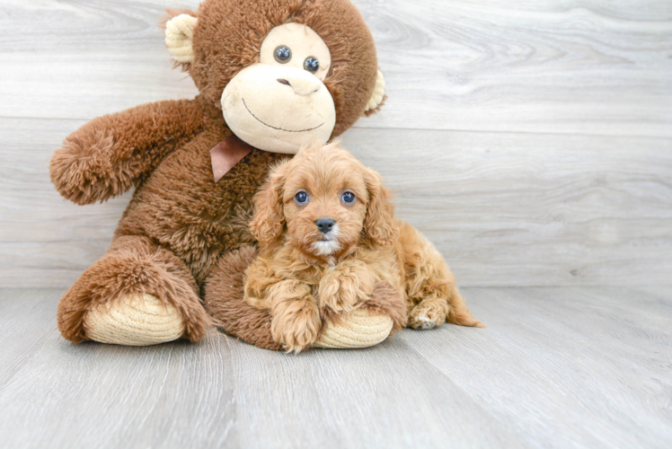 Best Cavapoo Baby