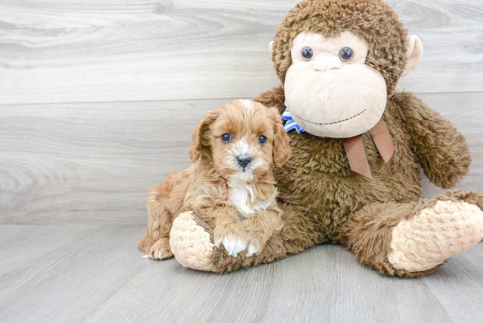 Petite Cavapoo Poodle Mix Pup