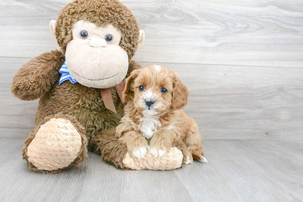 Small Cavapoo Baby