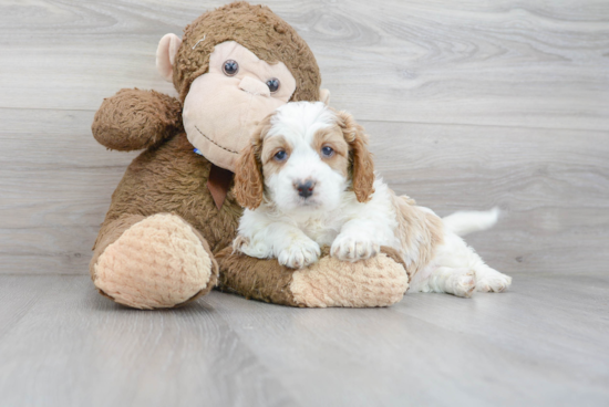 Best Cavapoo Baby