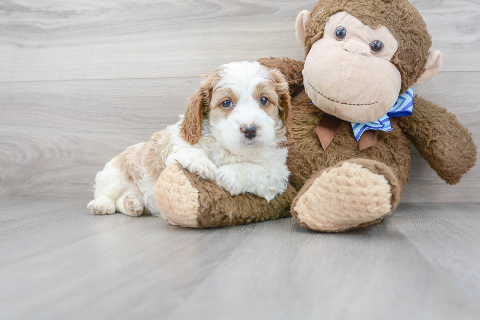 Cavapoo Puppy for Adoption