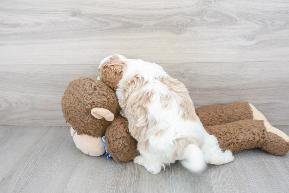 Best Cavapoo Baby