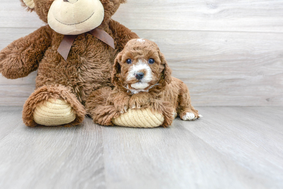 Cavapoo Pup Being Cute