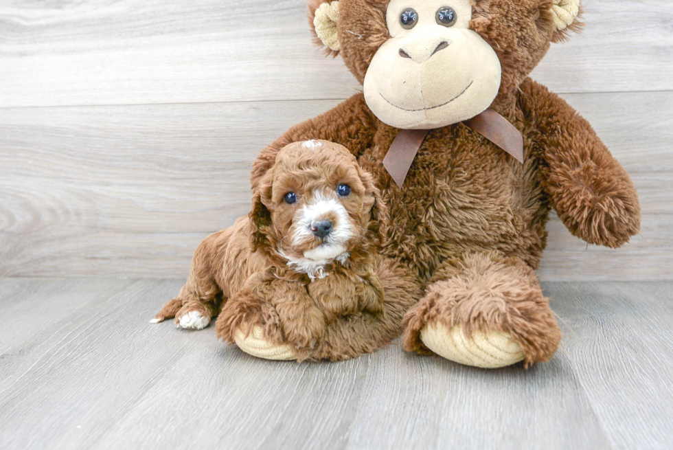 Cavapoo Pup Being Cute