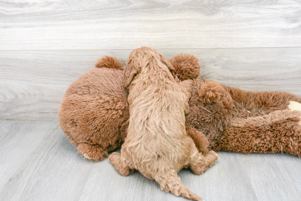 Playful Cavoodle Poodle Mix Puppy