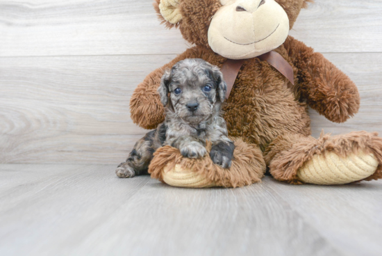 Playful Cavoodle Poodle Mix Puppy