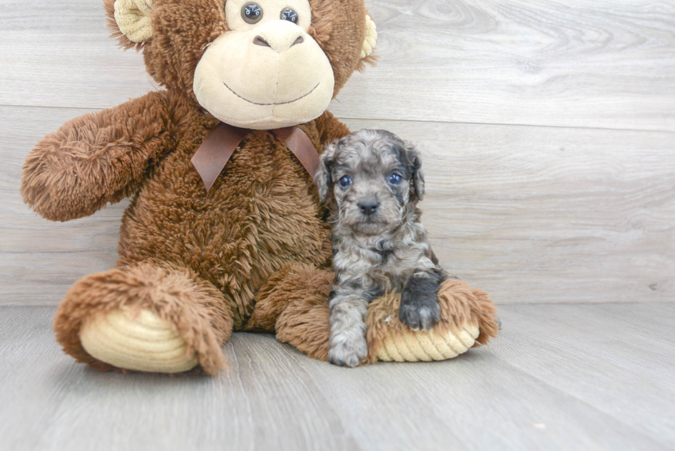 Sweet Cavapoo Baby