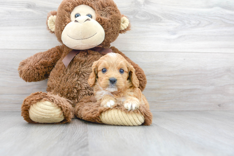 Cavapoo Puppy for Adoption