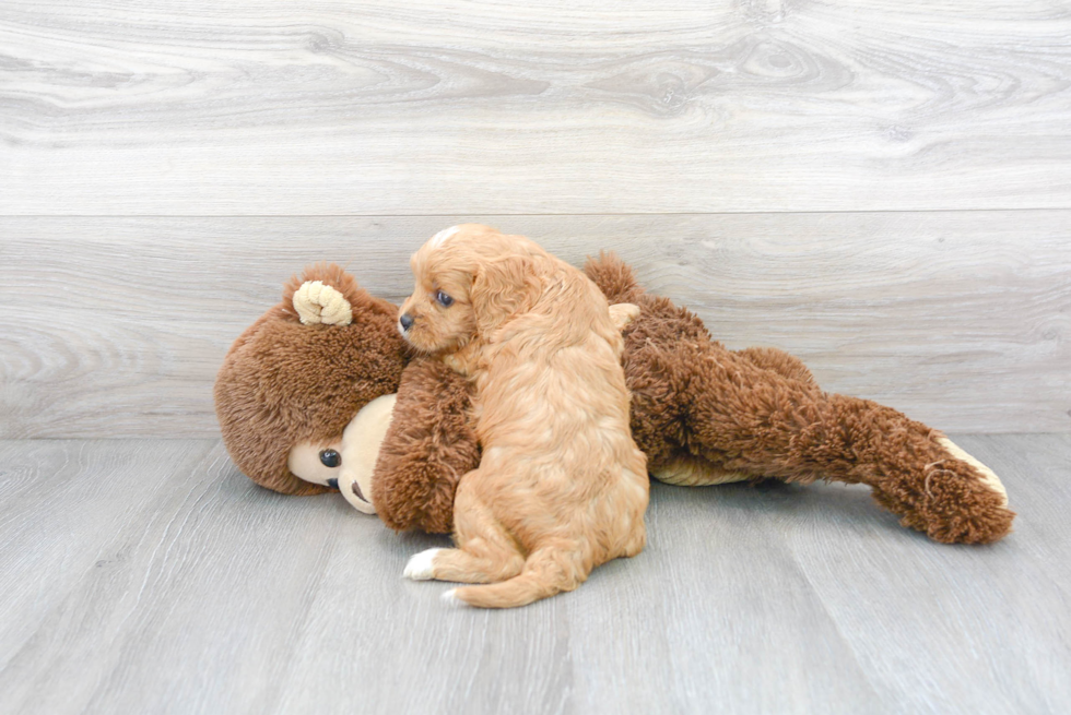 Best Cavapoo Baby