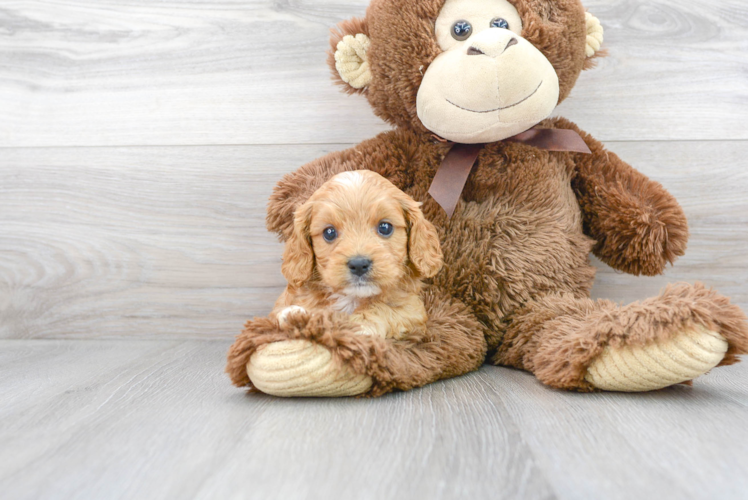 Cute Cavoodle Poodle Mix Puppy