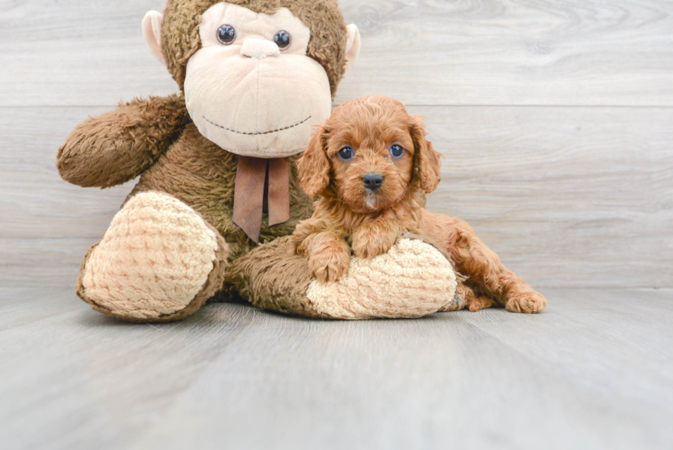 Little Cavoodle Poodle Mix Puppy