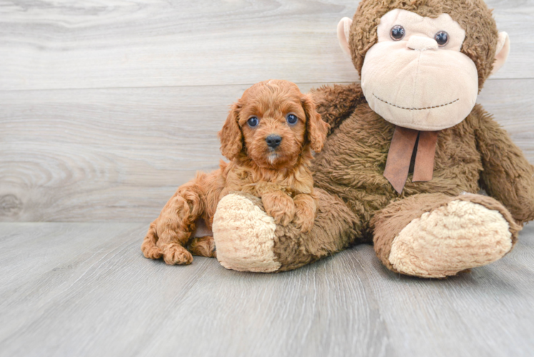 Best Cavapoo Baby