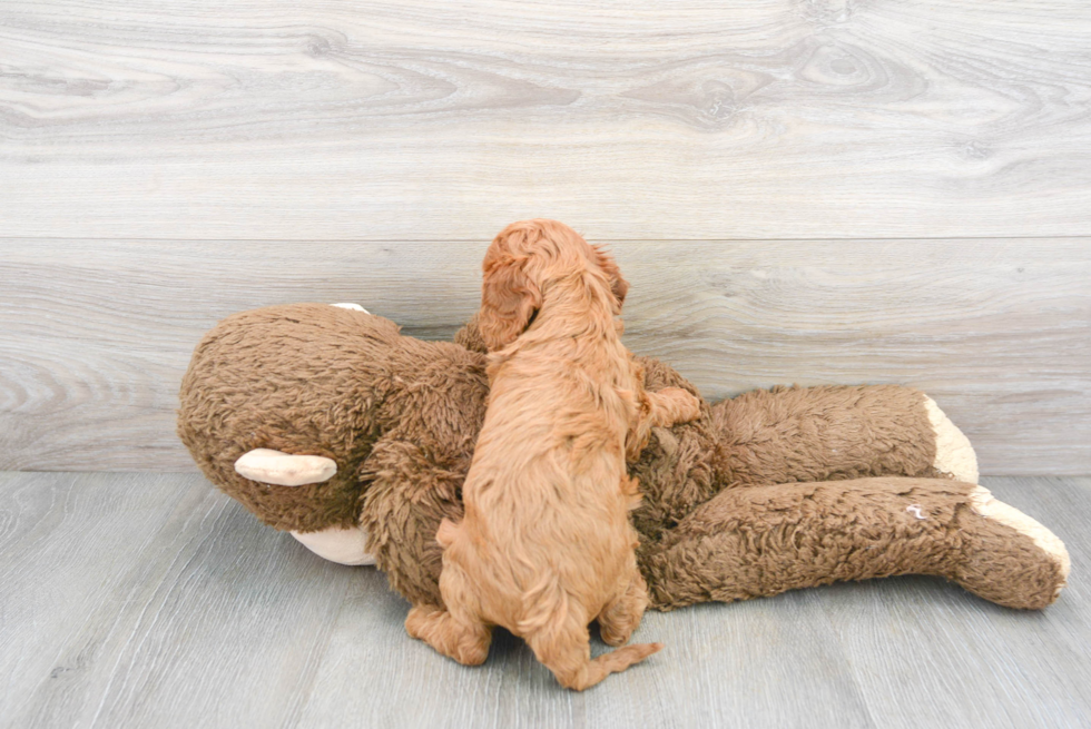 Cavapoo Pup Being Cute