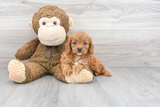 Sweet Cavapoo Baby