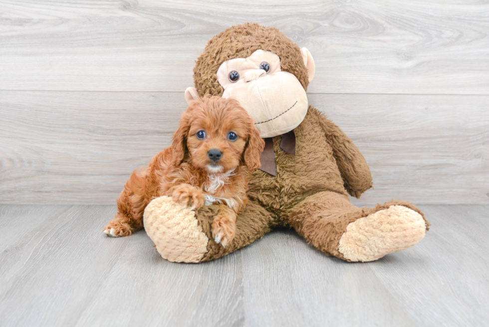 Cavapoo Pup Being Cute