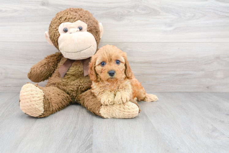 Cavapoo Puppy for Adoption