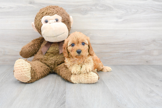 Cavapoo Puppy for Adoption