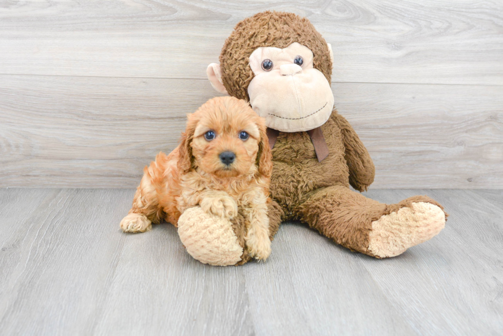 Cavapoo Puppy for Adoption